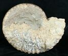 Huge Coroniceras Ammonite - France #4502-3